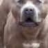 Pitbull Barking Shorts
