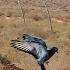 Amazing Video Of A Hawk Chasing A Homing Pigeon