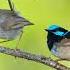WILDLIFE FACTS Cute Wrens Are Extremely Territorial And Will Fiercely Defend Their Nesting Sites