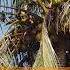 Flying Foxes Sleeping In Coconut Trees On Juara Beach On Tioman Island In Malaysia