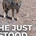The Sad Reason This Coyote Isn T Scared