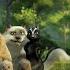 Лесная братва Over The Hedge Английский по фильмам и мультфильмам