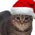 OIIAOIIA Cat Sings All I Want For Christmas Is You Christmas Uia Cat OIIAOIIA Cat Meme