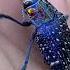 THIS IS THE MOST BEAUTIFUL INSECT ON EARTH Madagascar Blue Jewel Beetle