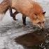 Alice The Fox Fox Dances On Ice