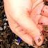 No Grit Compost Worm Bin