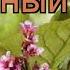 Бадан гибридный Бэби Долл Bergenia Gibrida Бэби Долл обзор как сажать рассада бадана Бэби Долл