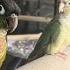 Green Cheek Conure Training Tips TheParrotTeacher