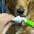 Keep Dog S Teeth Clean Shorts Dog 2021 130
