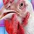 J Geco Chicken Dancing Chicken Song Rooster Dancing 2024 Dj Remix