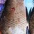 Boro Boro Mach Bote Fish Shorts Shortsfeed Nature Trending Ytshorts Subscribe Viralshortvideo