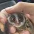 Bush Baby Animals Cute Bushbaby