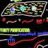 Pulse Chase Experiments Protein And MRNA