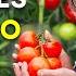 5 Secrets To Growing Amazing Tomatoes That Really Work