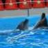 Дельфины танцуют танец настоящей любви