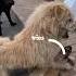 Why Do All Dogs Respect The Alpha Dog King Charles