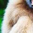 Gibbons The Forgotten Apes In Peril Wildlife Documentary