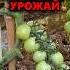 Никогда не поливайте помидоры так Урожай под угрозой огород дача помидоры