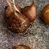 Tulip Bulbs After Bloom How To Clean Sort And Store