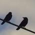 Two Birds On A Wire Regina Spektor Sped Up