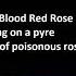 Avantasia Mystery Of A Blood Red Rose Karaoke