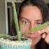 How To Save A Rotting Cactus Cactus Planthealth Plantcare
