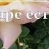 Роберт Рождественский Если в мире есть любовь