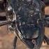 The Scary World Of Creepy Crawlies BBC Earth