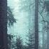 DARK FOREST Ambience And Music Sounds Of Dark Misty Forest With Ambient Music