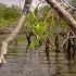 Inside The Mangrove Forest