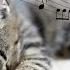 Cat Music Sounds That Cats Love Harp Music And Water Sounds
