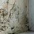 The Ugly Truth About Black Mould