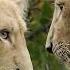 The White Cubs How Will They Survive Despite Their Differences