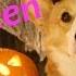 Happy Halloween Topi The Corgi