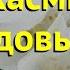 Чубушник гибридный Краткий обзор описание характеристик где купить саженцы Philadelphus Юннат