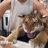 Let Me Eat Mumma Tiger Cubs Cute Wildlife Adding Fish Oil Vitamins