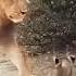 Lion Cub Greets The Adult Lion And Plays A Little Northern Pride Lions