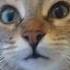 Твои глаза такие чистые как небо прикол смех кошка Cat