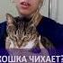 Кошка чихает Рассказывает ветеринар