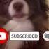 Why Are Chihuahuas Always So Angry Shorts Foryou Animals Chihuahua