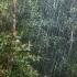 Heavy Rain In The Cloudforest