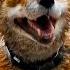 After Their Boy Disappeared Fox Knocks On Window Daily Then Parents Follow It And Turn Pale