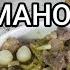 рецепт достойный звезды Мишлен простые продукты для гурманов