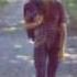 Io Camminerò Fausto Leali 1976