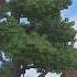 Minecraft Hermitcraft 9 928 Azalea Leaves One Tree