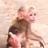 Baby Monkey CUPID Runs To Find Mom For Help When Being Chased By Bees