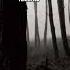 They Heard Whispers In The Forest