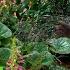 Love Your Garden GARDEN Great Home Ideas