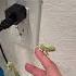 Cute Baby Chameleons Munch On Bugs