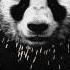 Panda Desiigner Hq